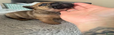 REGGIE