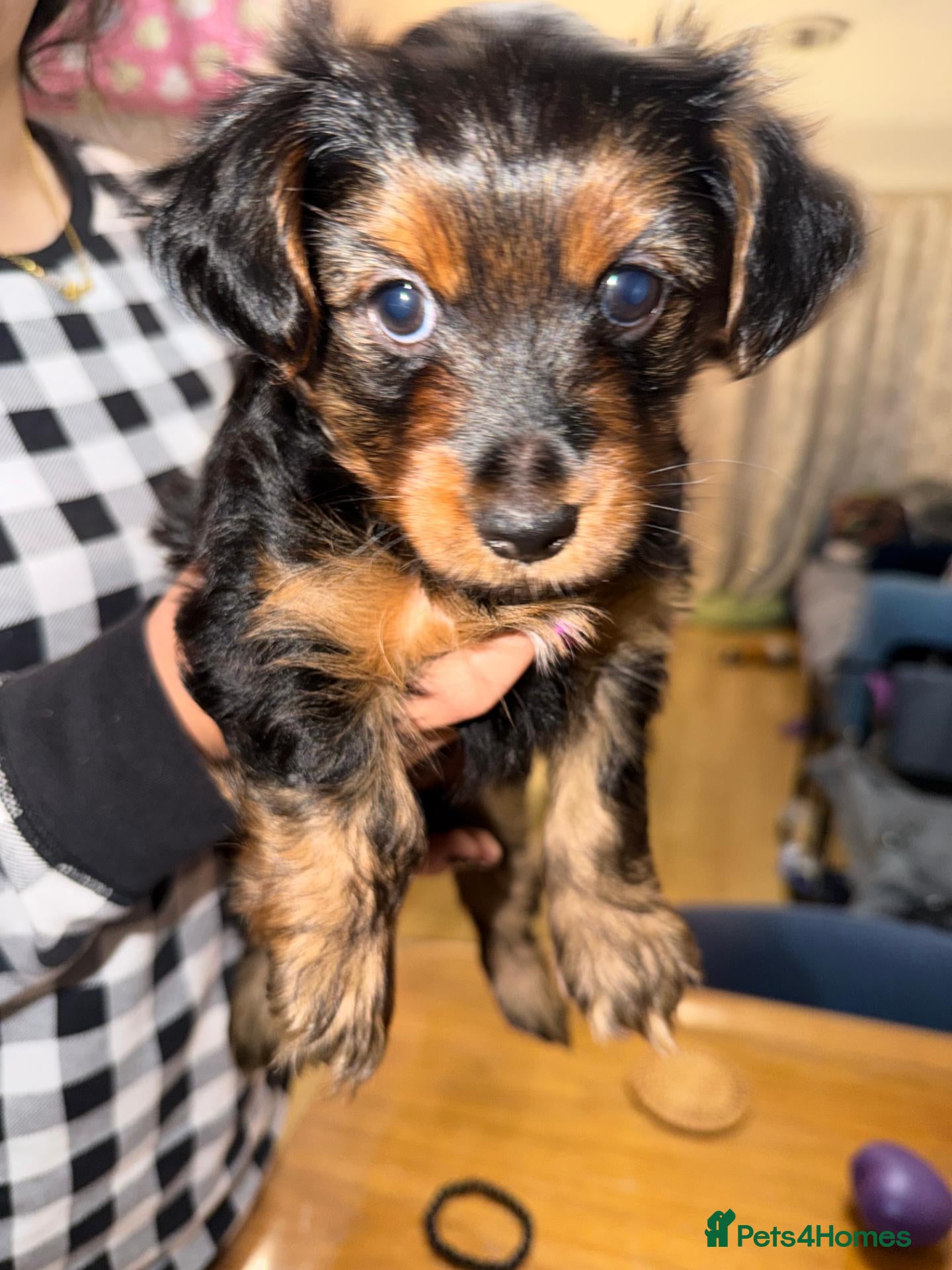 Yorkshire Terrier dogs Girl Yorkshire Terrier - Advert 13