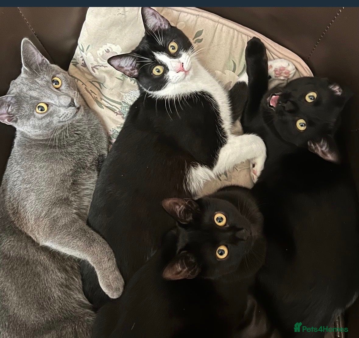 Chartreux cats Kittens for sale!! - Advert 1