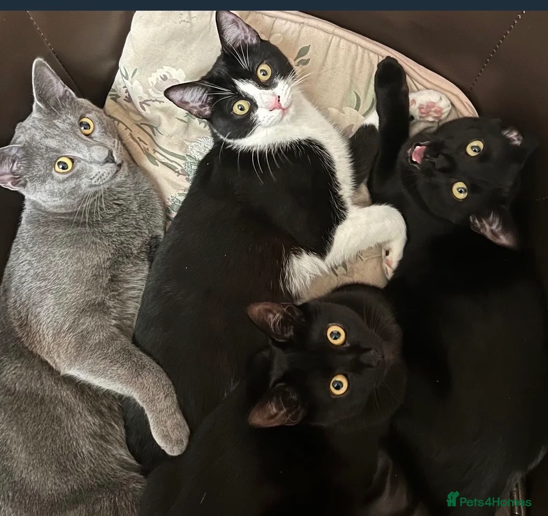 Chartreux cats for sale: Kittens for sale!! in Luton - Advert 1