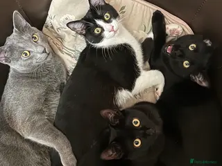 Chartreux cats Kittens for sale!! - Advert 1