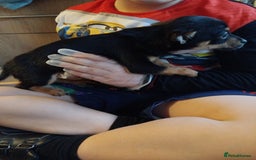 Chihuahua dogs for sale: 3 beautiful chihuahua puppies - Image 6
