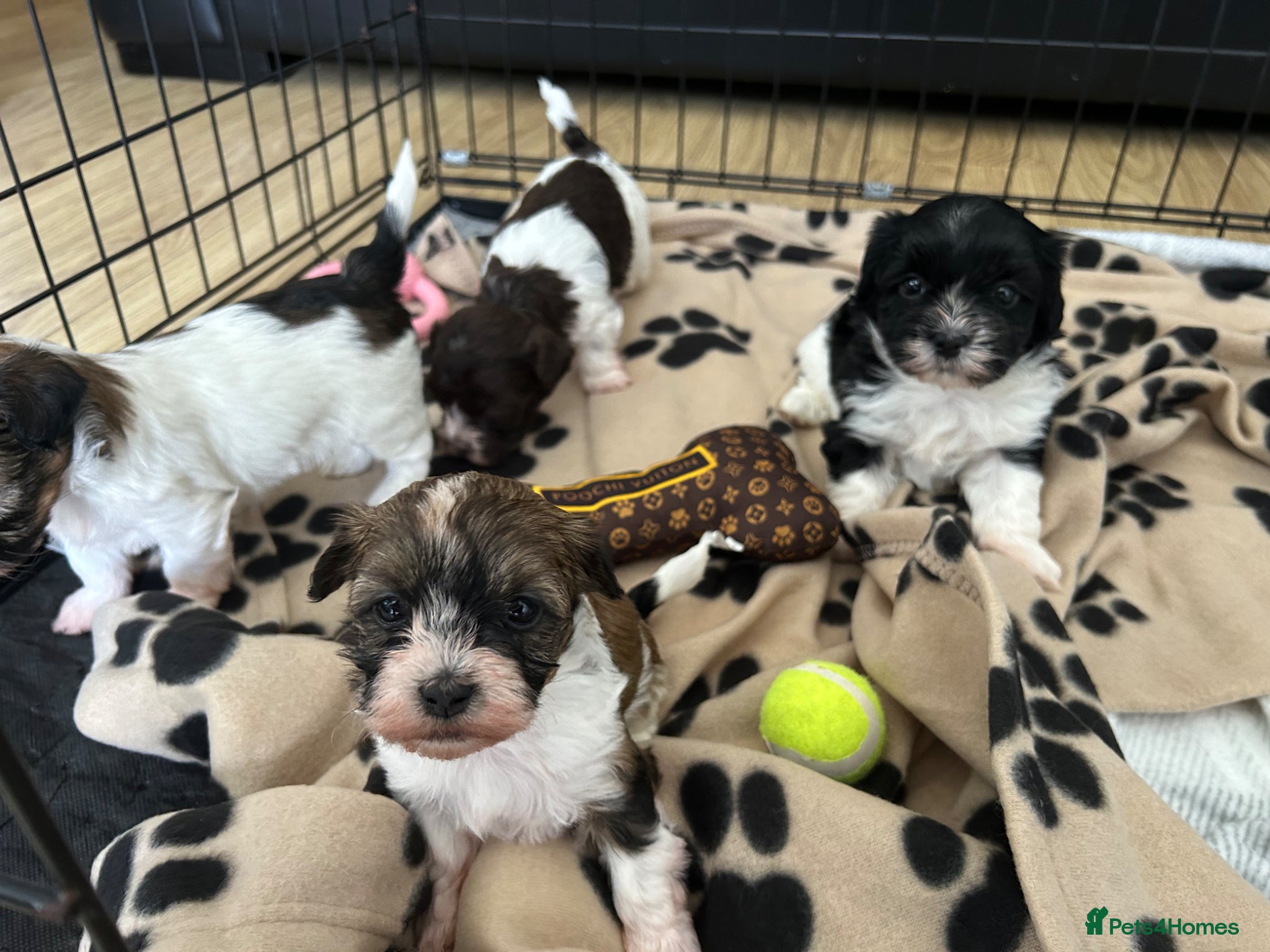 Havanese dogs Beautiful KC Registered Havanese Puppies - Advert 1