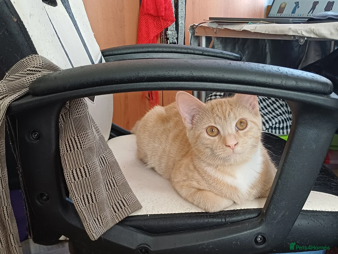 Mixed Breed cats for sale: Mixed breed Golden/ white4 months old boy kitten in London - Advert 37