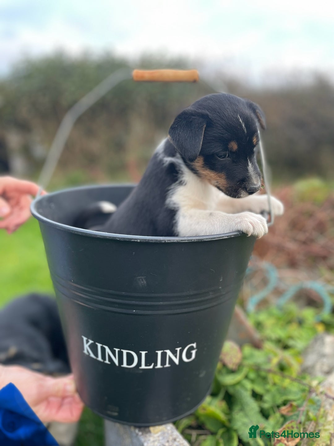 Mixed Breed dogs for sale: Border Jack Puppies (Border Collie X Jack Russel) - Image 13