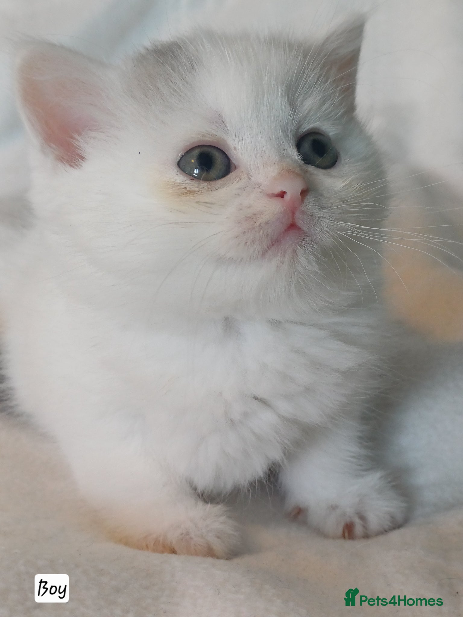British Shorthair cats for sale: Gorgeous Brittish Shorthair 🐱 - Advert 9