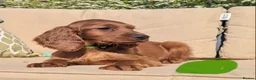 Irish Setter dogs for sale: KC registered Irish Setter Puppies  - Advert 20