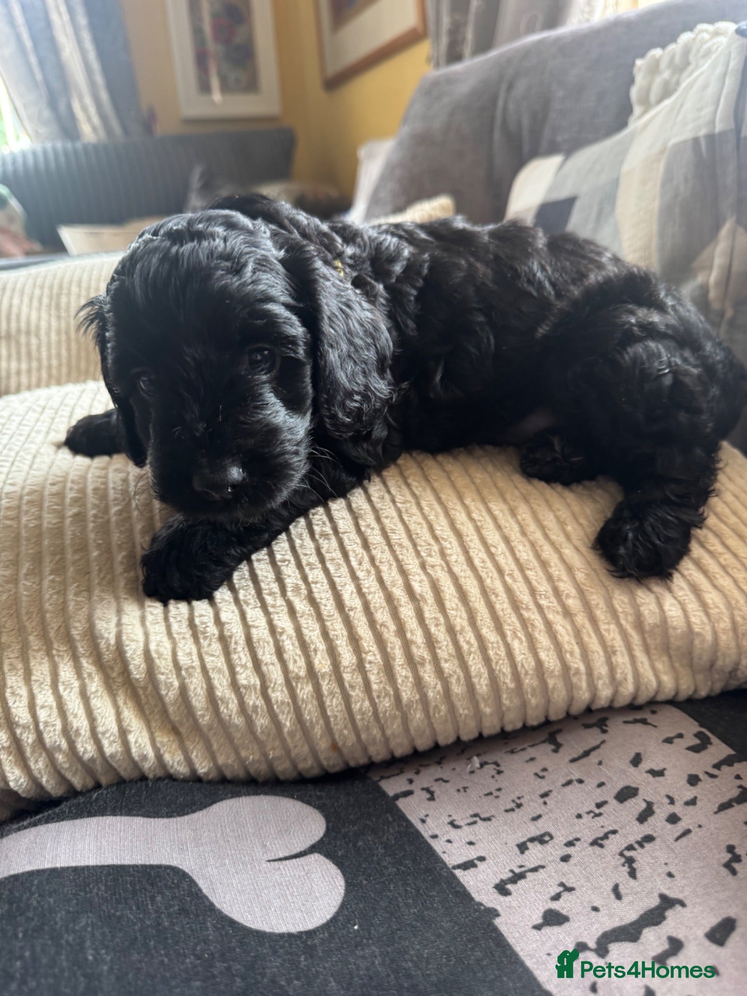 Mixed Breed dogs golden doodle/ cockerpoo puppies 5 boys  - Advert 1