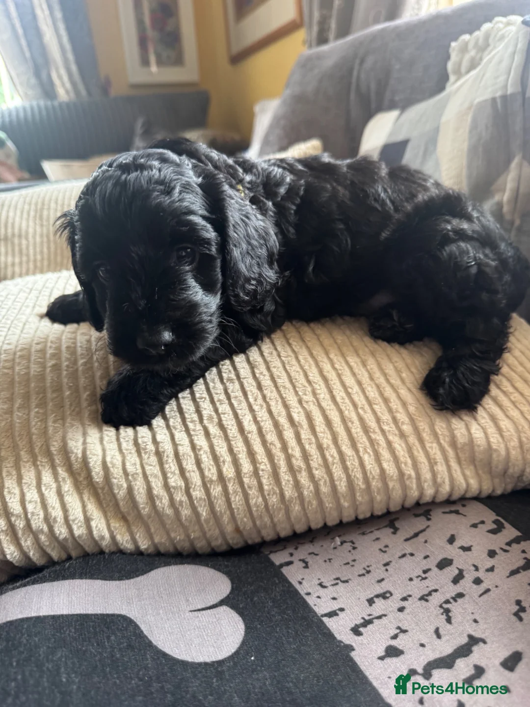 Mixed Breed dogs for sale: golden doodle/ cockerpoo puppies 5 boys  - Advert 1