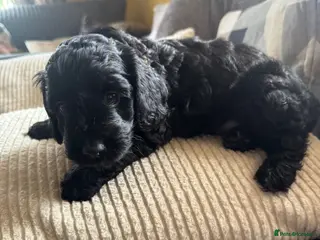 Mixed Breed dogs golden doodle/ cockerpoo puppies 5 boys - Advert 1
