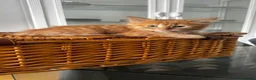 Mixed Breed cats for sale: Furry kittens ready for their forever home! - Advert 13