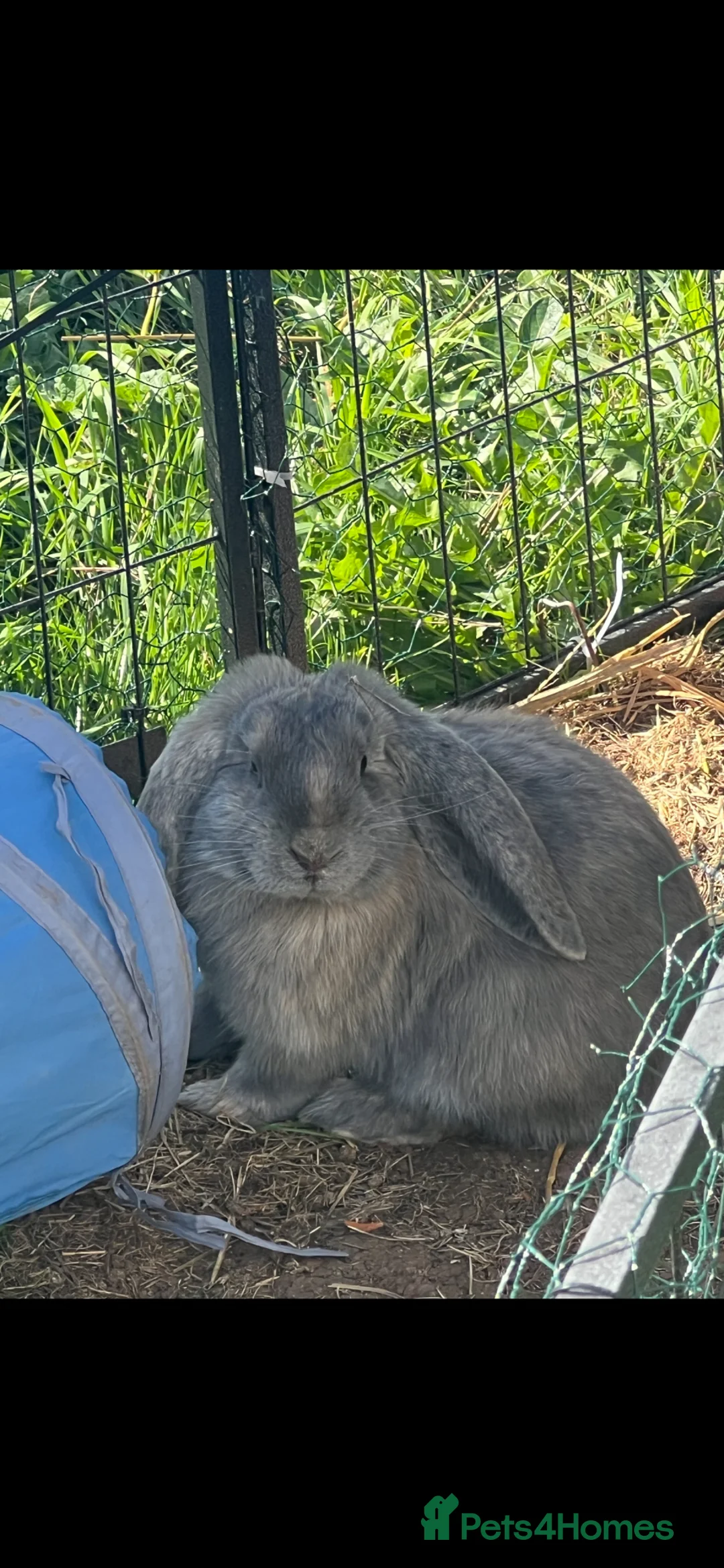 French Lop rabbits for sale: Male French lop - Advert 1