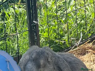 French Lop rabbits Make French lop - Advert 1