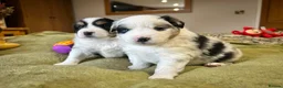 Australian Shepherd dogs for sale: Rare Mini Australian Shepherd puppies- show line. - Advert 11
