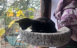 Mixed Breed cats for adoption: 3 month rescue kitten ready for adoption - Advert 3