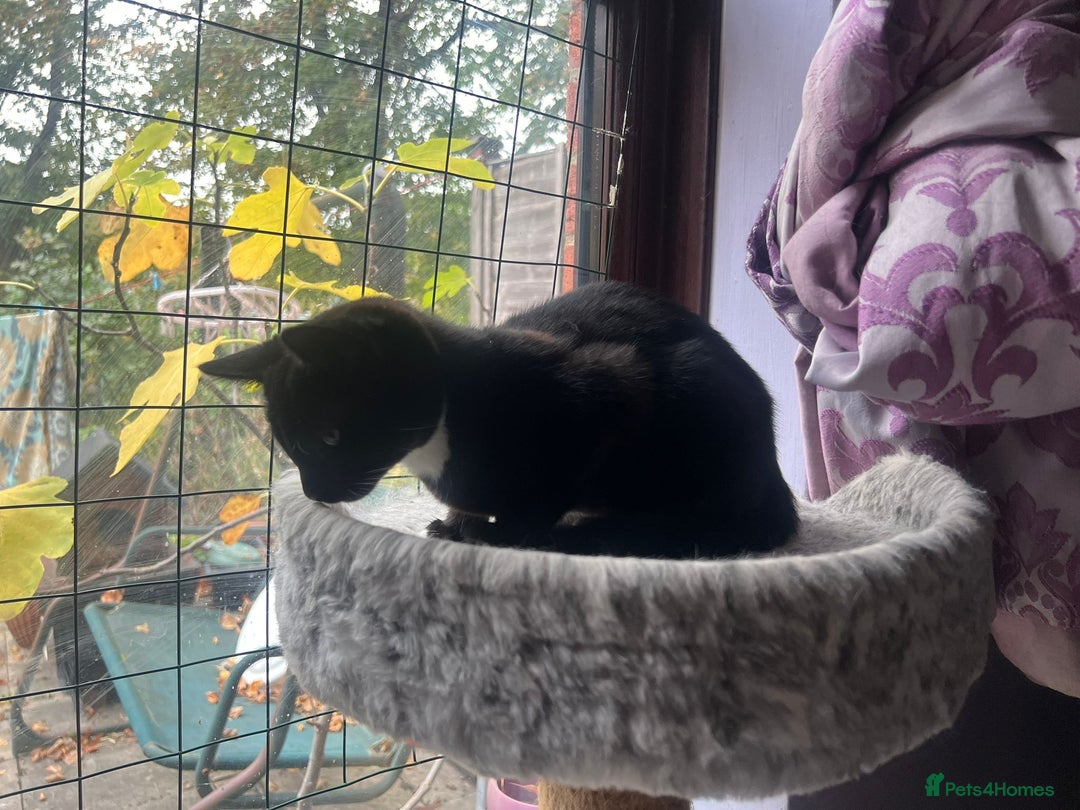 Mixed Breed cats for adoption: 3 month rescue kitten ready for adoption - Advert 3