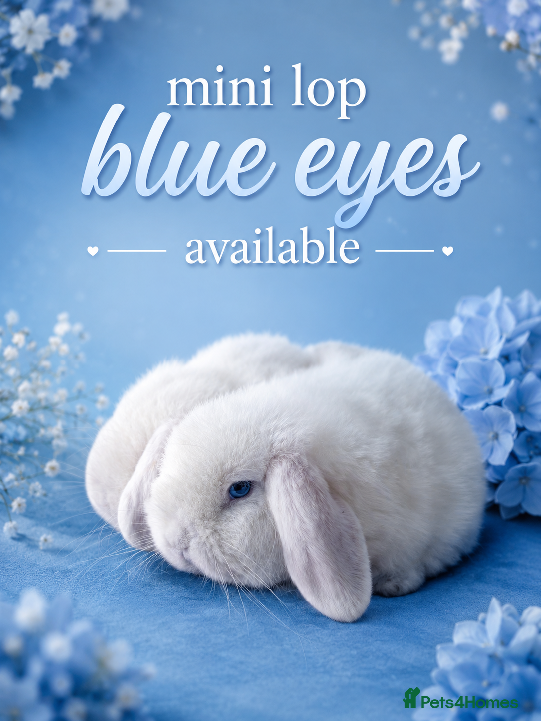Mini Lop rabbits blue-eyed girls mini lop - Advert 5