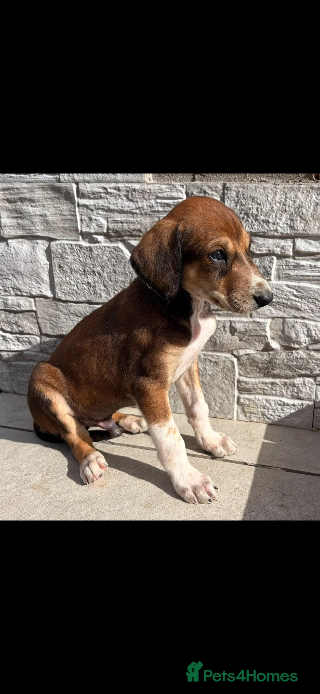 Lurcher dogs for sale: Pure breed lurcher puppies - Advert 2