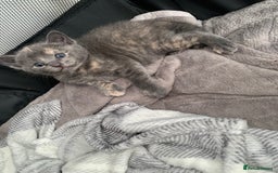 Mixed Breed cats for sale: 5 beautiful mixed British short hair  ✨ - Image 22