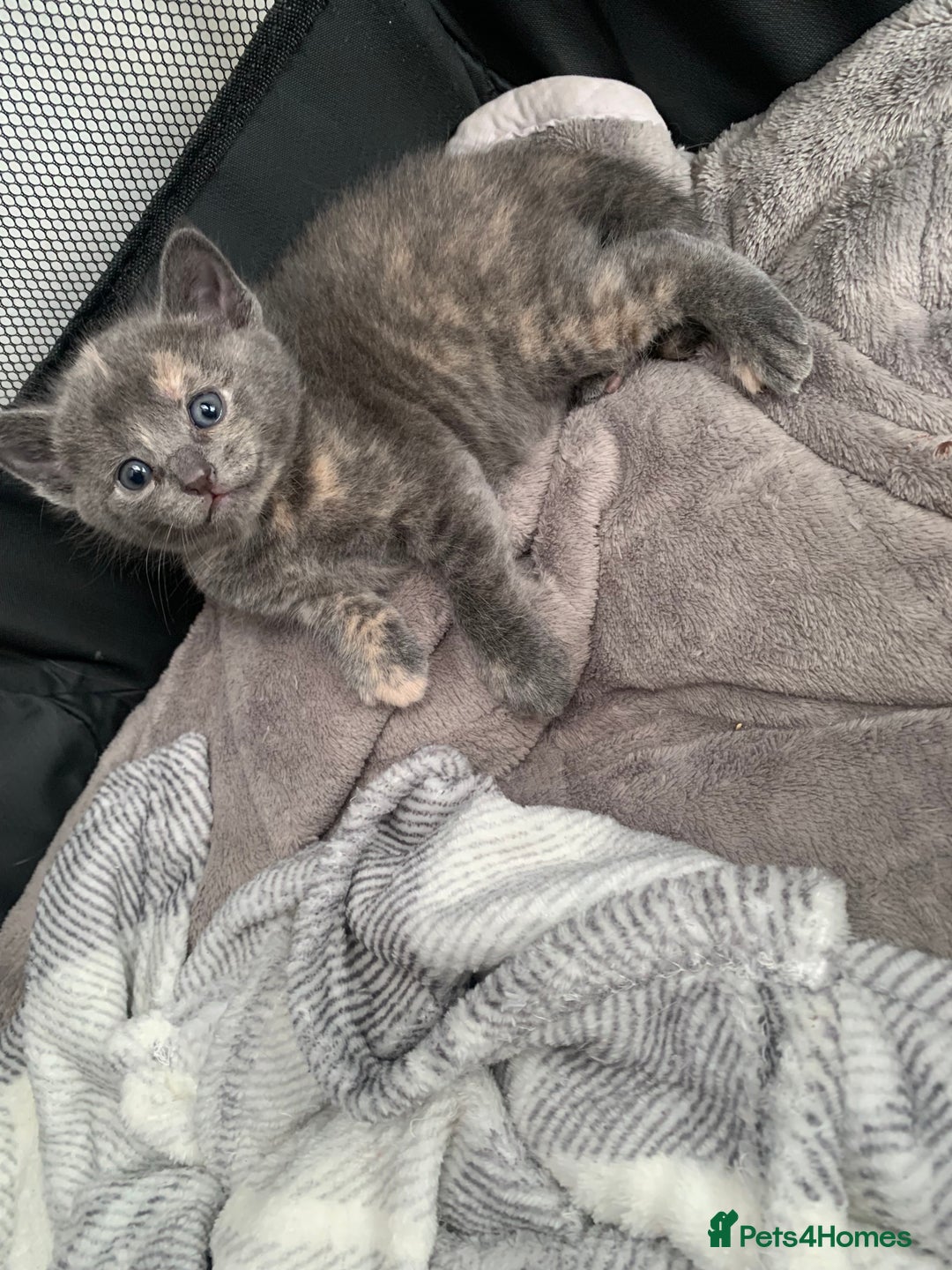 Mixed Breed cats for sale: 5 beautiful mixed British short hair  ✨ - Image 22