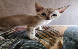 Siamese cats for sale: 3 stunning babies ready to leave now!!! - Image 15