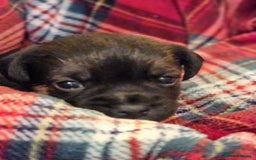 Border Terrier dogs for sale: Blue and Tan Border Terrier Pups, Ready Dec 13th - Advert 9