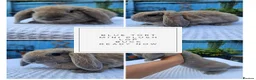 Mini Lop rabbits for sale: Purebred Mini Plush Lops- Suffolk - Advert 4
