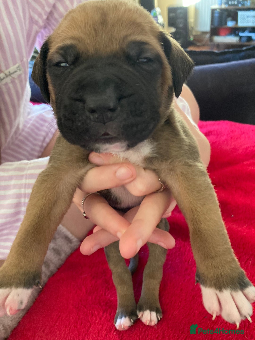 Mixed Breed dogs for sale: Mastiff x Staffy Puppies  - Advert 12