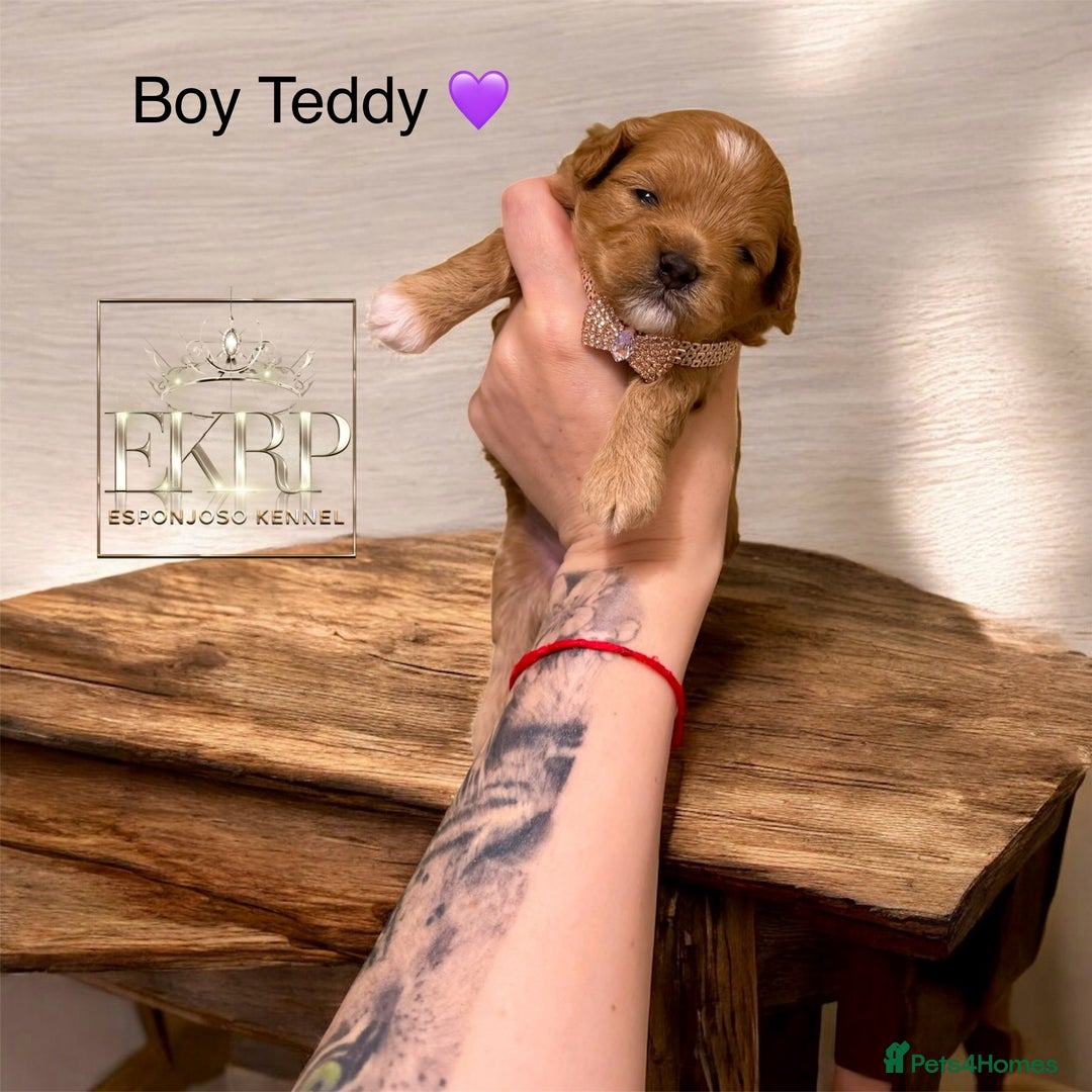 Maltipoo dogs for sale: 👑ULTRA RARE F1 TINY DNA ASIAN MALTIPOO PUPPIES👑 - Image 9