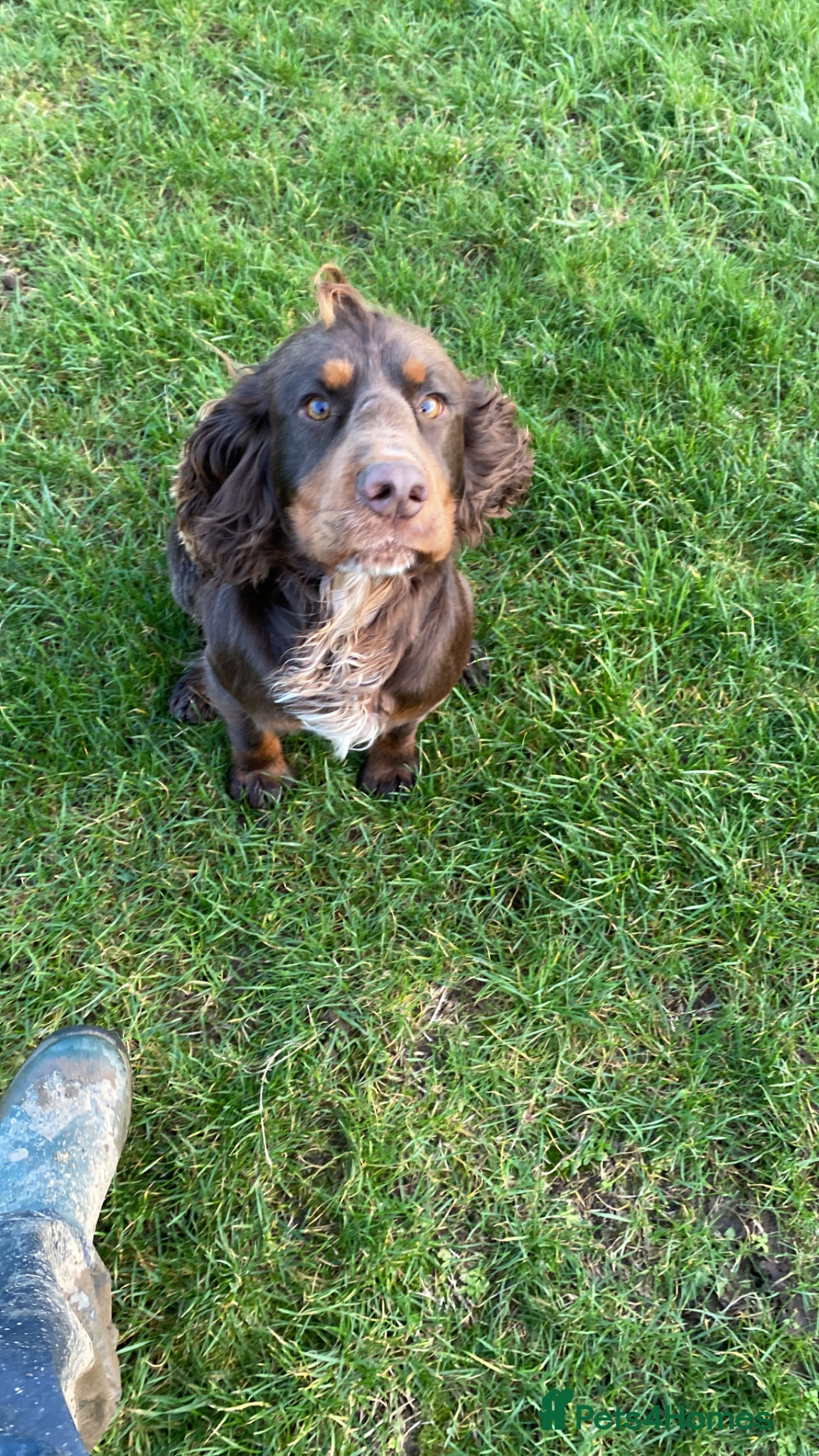 Mixed Breed dogs for sale: Mini Doodle x Cocker pups - Advert 3