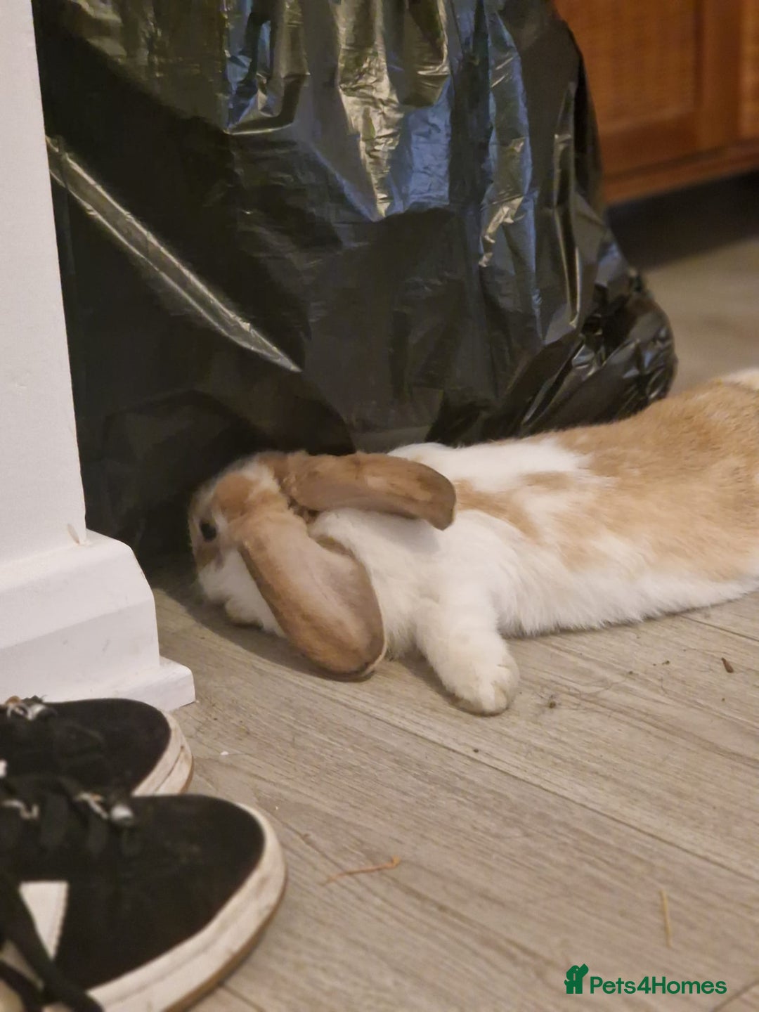 English rabbits for sale: Ginger and white female bunny - Advert 4