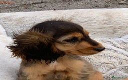 Cocker Spaniel dogs for sale: QUALITY KC SHOW COCKER SPANIEL PUPPIES - Image 14