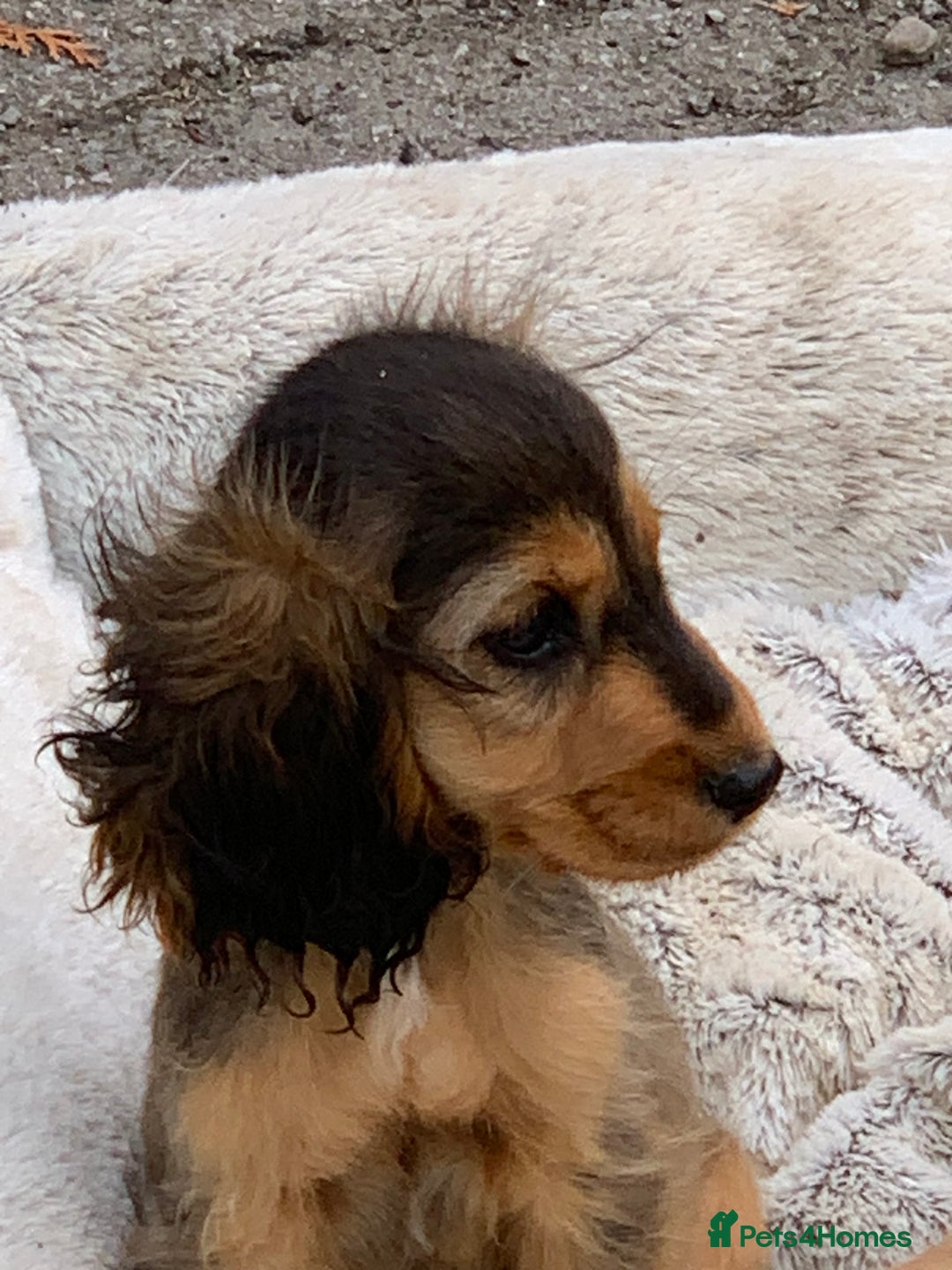 Cocker Spaniel dogs for sale: QUALITY KC SHOW COCKER SPANIEL PUPPIES - Image 14