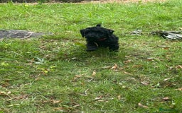 Cockapoo dogs for sale: Stunning Cockerpoo’s available  - Image 4