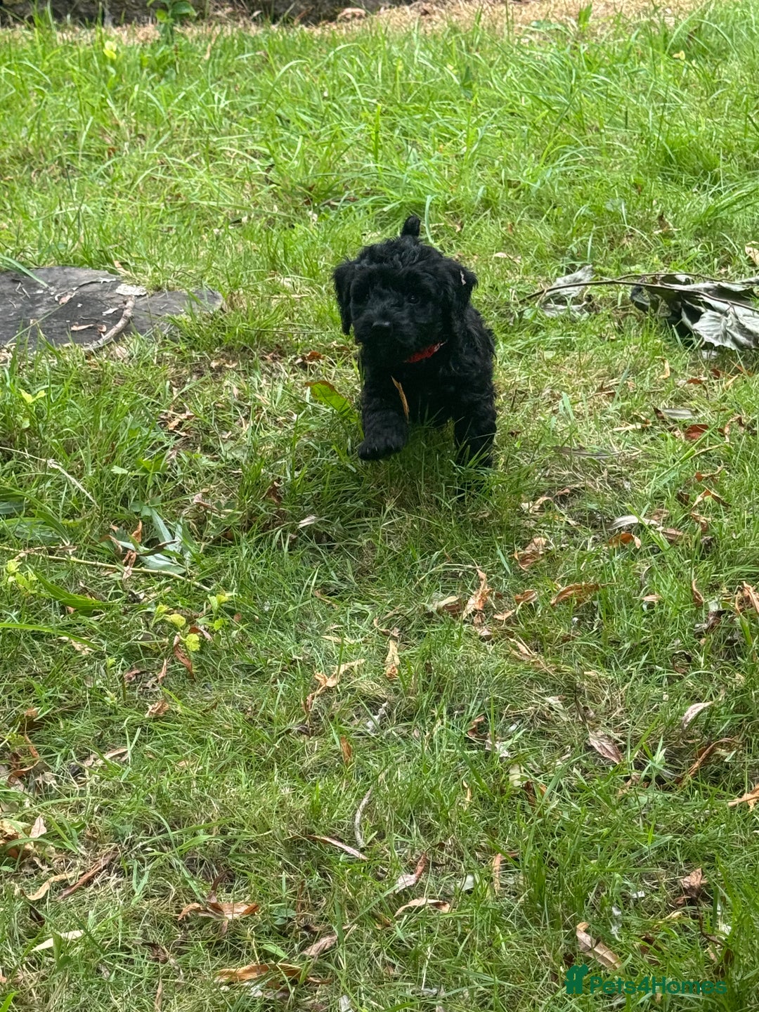 Cockapoo dogs for sale: Stunning Cockerpoo’s available  - Image 4