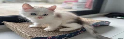 Maine Coon cats for sale: Cute Main coon boys girls kittens blue eyes  - Advert 10