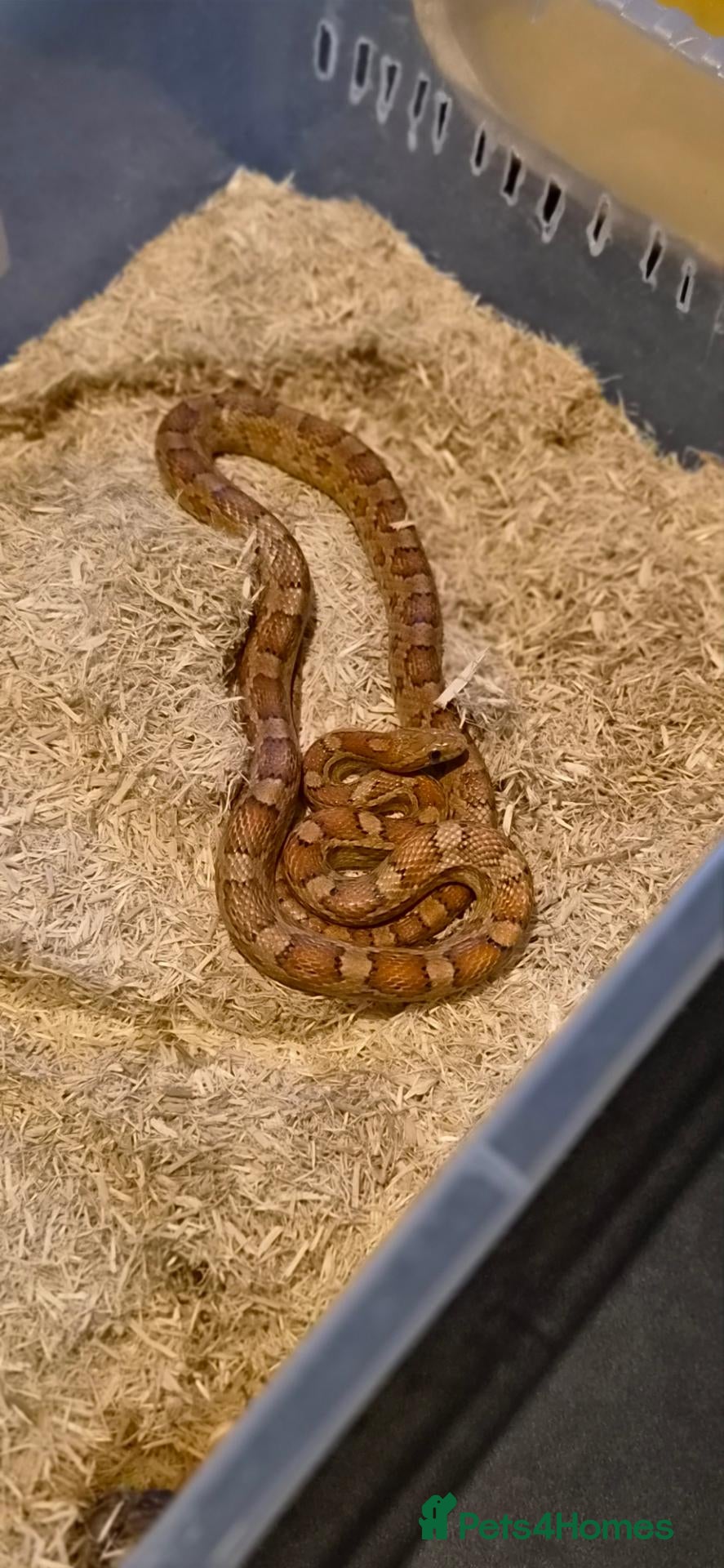 Corn Snake reptiles Corn snake with enclosure - Advert 1