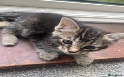 Domestic Shorthair cats for sale: 1 male and 3 female kittens ready next week  - Image 4