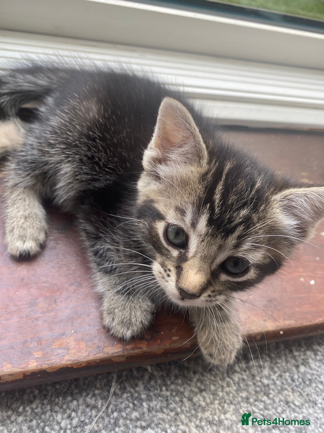 Domestic Shorthair cats for sale: 1 male and 3 female kittens ready next week  - Image 4