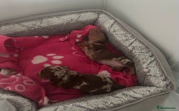 Miniature Dachshund dogs for sale: 3  kc registered miniature dachshund puppies  - Image 7