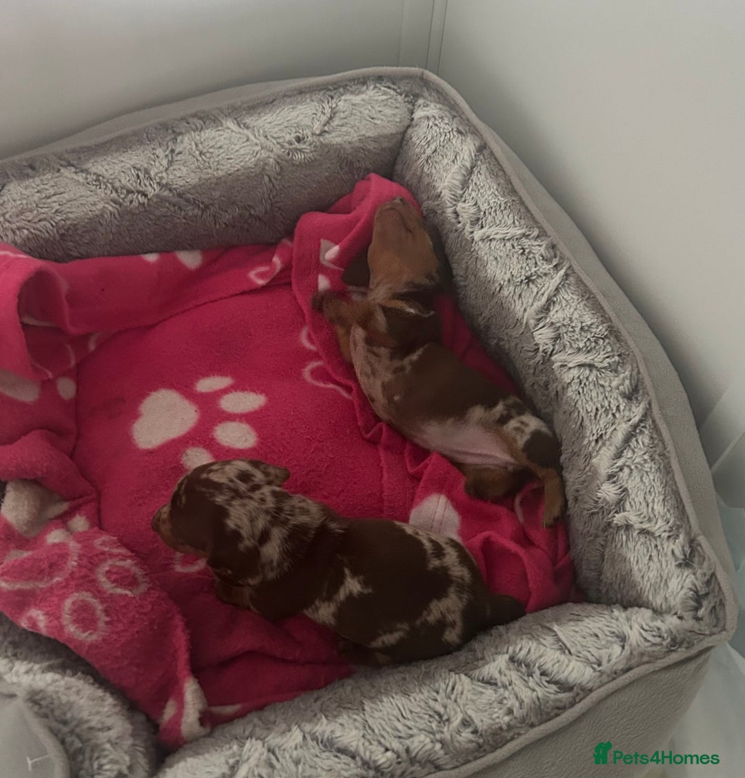 Miniature Dachshund dogs for sale: 3  kc registered miniature dachshund puppies  - Image 7