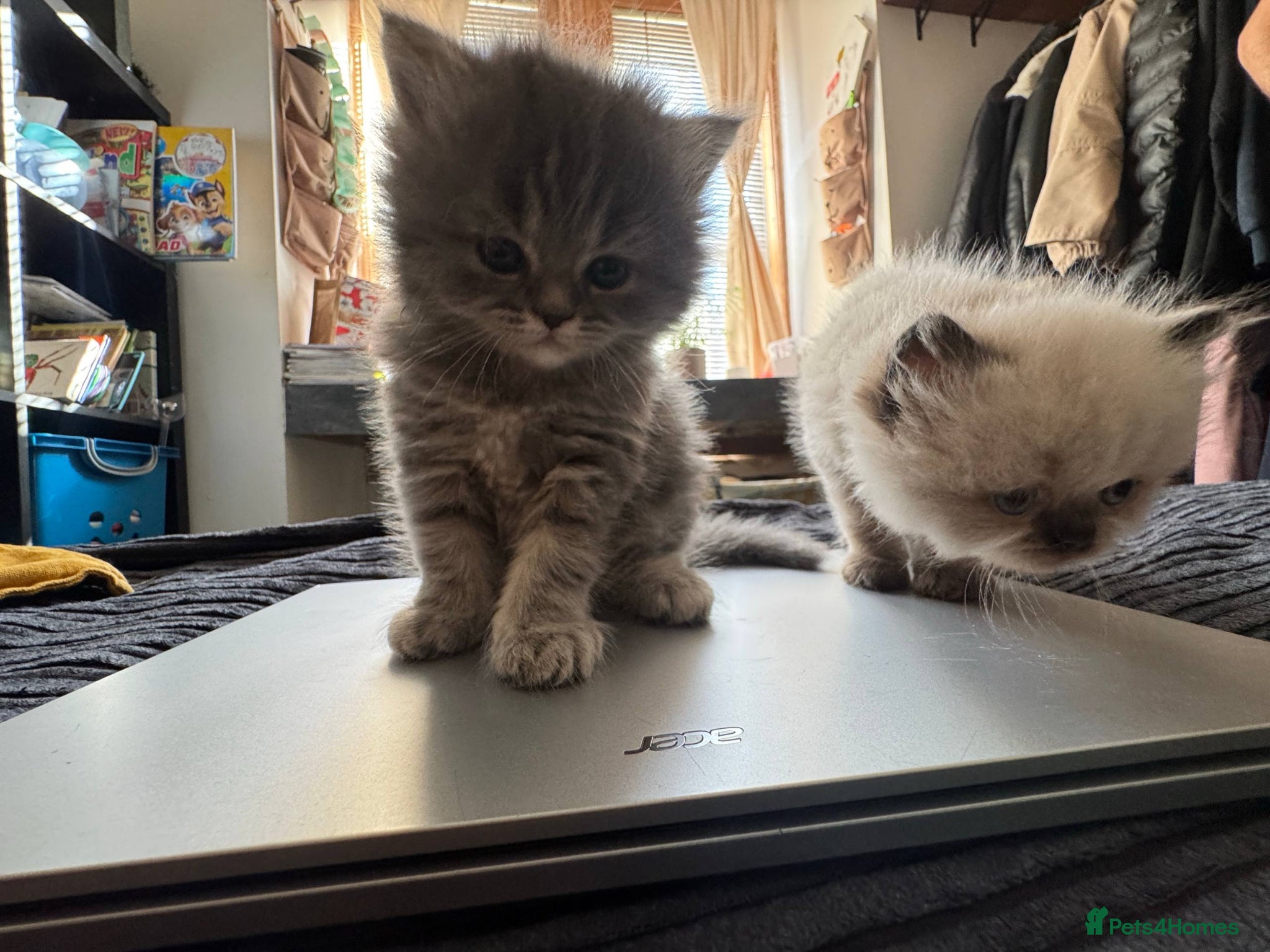 Persian cats Pure breed Rare Colors White Grey Persian Kitten - Advert 1