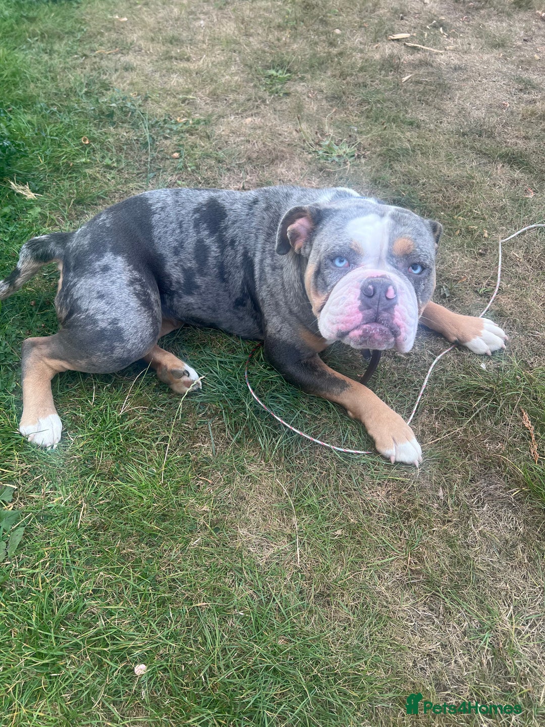 Old Tyme Bulldog dogs for sale: Della - old tyme bulldog  - Image 11