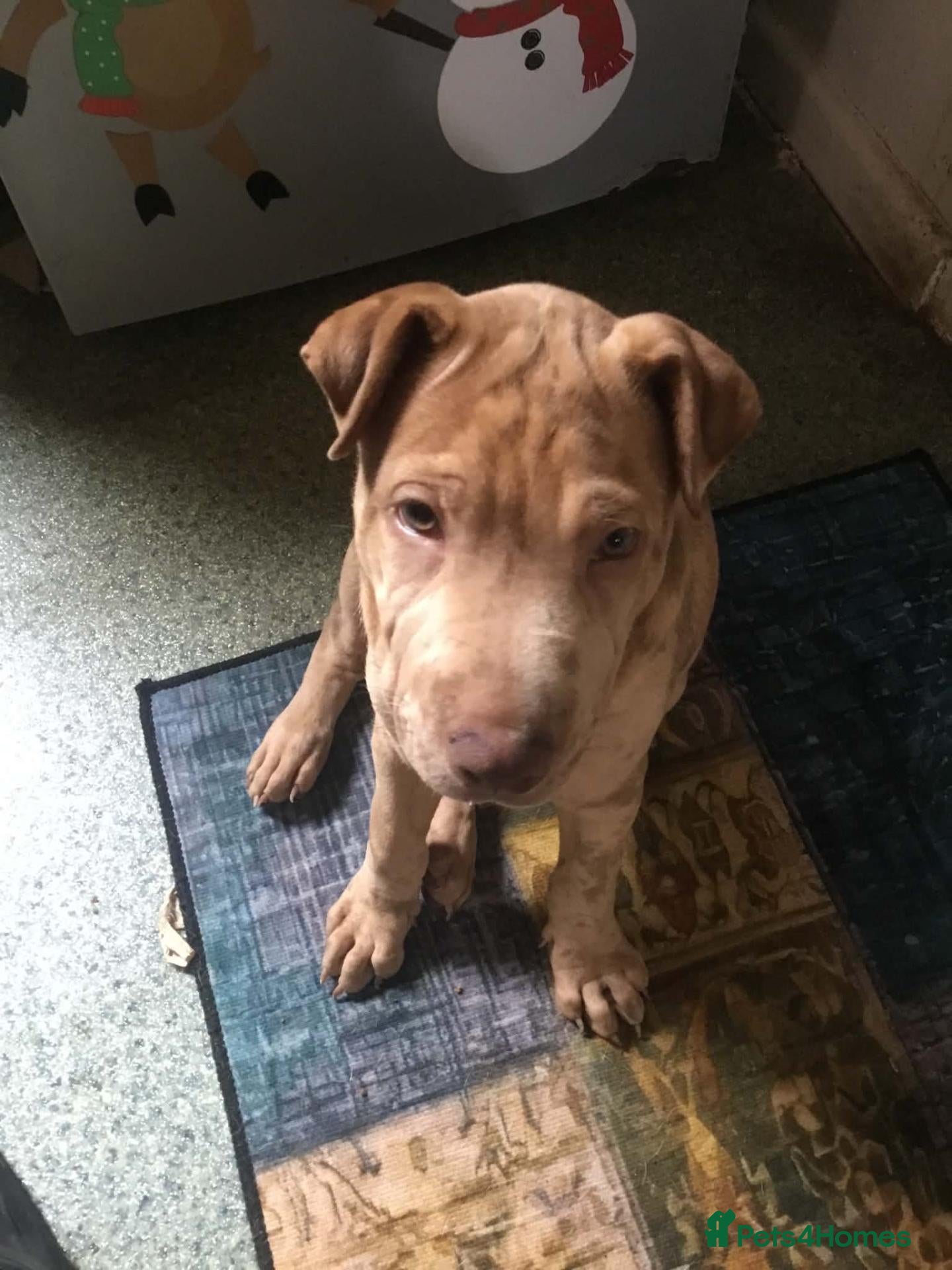 Mixed Breed dogs Shar pei cross mastiff  - Advert 17