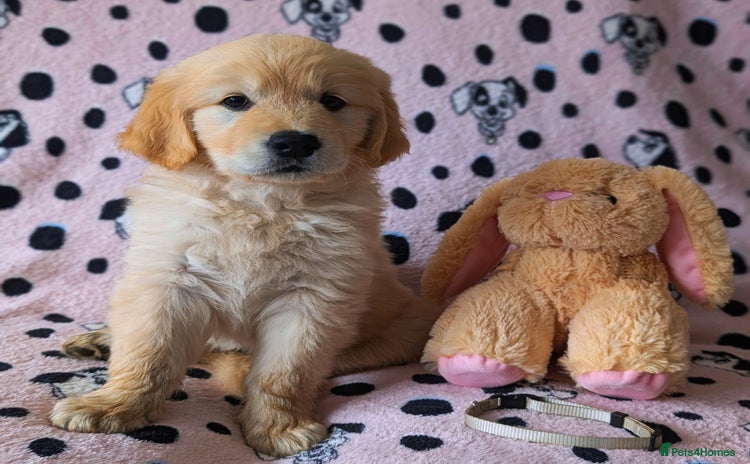 Golden Retriever dogs - Advert 3