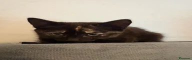 Female 1 
