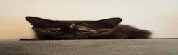 Mixed Breed cats for sale: Beautiful Female Kittens Ready for Forever Homes - Advert 16