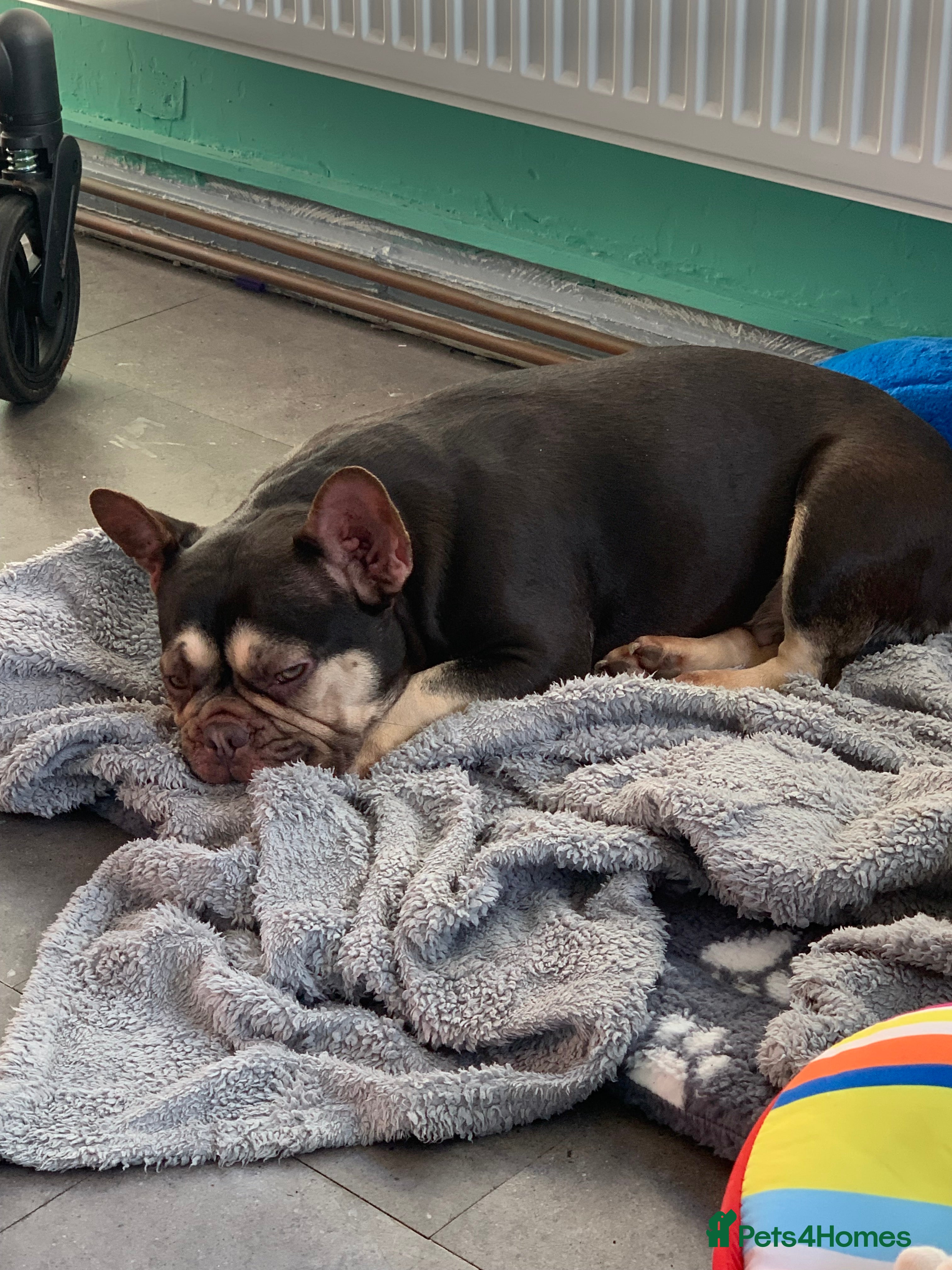 French Bulldog dogs 4 year old French bulldog  - Advert 1