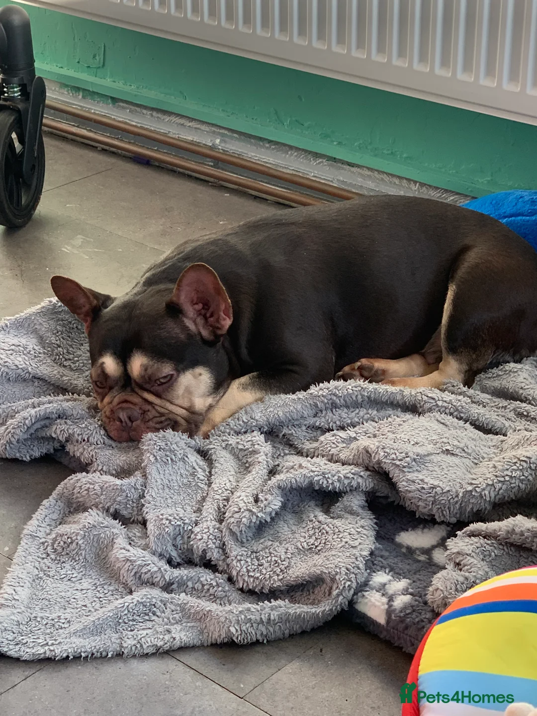 French Bulldog dogs for sale: 4 year old French bulldog  - Advert 1