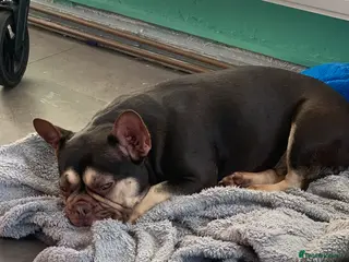 French Bulldog dogs 4 year old French bulldog - Advert 1